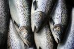 PBB: 2022, Pertama Kali Panen Ikan Budi Daya Lebih Banyak daripada Tangkapan Liar 
