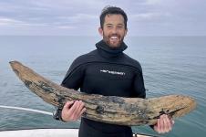 Pemburu Fosil Temukan Gading Mastodon di Lepas Pantai Florida