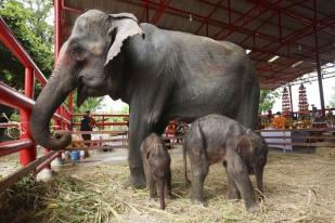 Induk Gajah Melahirkan Anak Kembar di Ayutthaya, Thailand