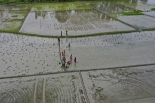 Perubahan iklim Membuat Musim Hujan di India Tidak Menentu