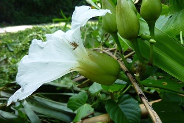 Satu Harapan Bidara Upas Tanaman Obat Penuh Manfaat