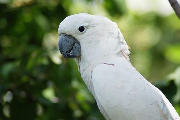 33+ Burung kakatua putih terbaru