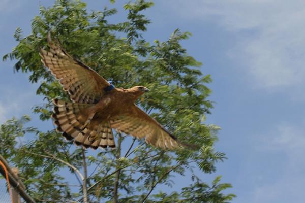 36+ Burung elang jawa hitam terupdate