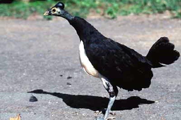 16+ Burung maleo bertelur terbaru