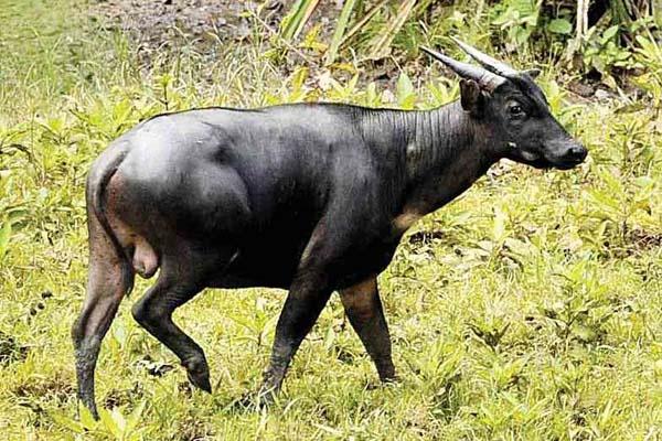 Satu Harapan Anoa Maskot Sulawesi Tenggara Yang Terancam Punah