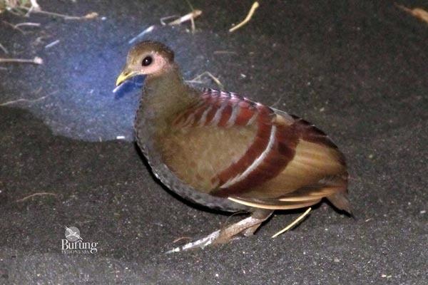 29+ Burung hitam besar paruh kuning terbaru