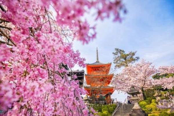 Satu Harapan Jepang Musim Semi Tahun Ini Tanpa Festival Sakura