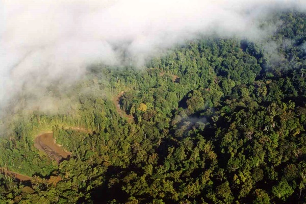 Satu Harapan: Laju Deforestasi Capai Satu Juta Hektare per Tahun