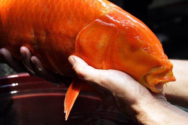 Ikan Mas Tanpa Mata Ditemukan di Kolam Tugu Selamat Datang