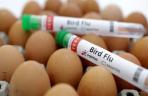 Indonesia Waspadai Penularan Flu Burung pada Manusia _paging