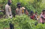 Ditemukan Ladang Ganja di TN Bromo Tengger Semeru, Emat Jadi Tersangka_paging