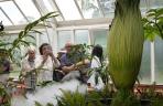 Bunga Amorphophalus Titanum Mekar di Kebun Botani Sydney, Australia_paging