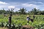 Kodim Pasangkayu Kembangkan Kebun Sayur Percontohan