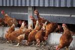 Khawatir Pandemi, Ilmuwan Terus Melacak Flu Burung 