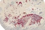 Peneliti BRIN Menemukan Lukisan Gua Berusia 51.200 Tahun, Tertua di Indonesia