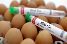 Indonesia Waspadai Penularan Flu Burung pada Manusia 
