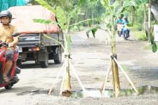 Trenggalek Tanggapi Jalan Rusak Ditanam Pohon Pisang