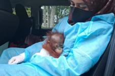 BKSDA Kalbar Evakuasi Satu Bayi Orangutan