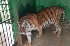 Harimau Betina Mati di Medan Zoo