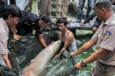 Yogyakarta Tindak Tegas Penjual Ikan Predator