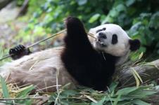 Belgia Pulangkan Tiga Panda Raksasa ke China Desember