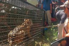 Harimau Mangsa Dua Sapi di Aceh Timur