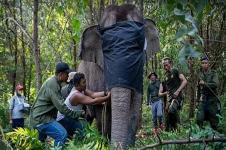 BKSDA Sumsel Pasang GPS Collar pada Dua Kelompok Gajah
