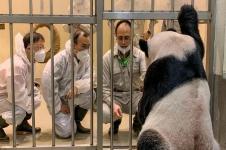 Seekor Panda Raksasa Hadiah China ke Taiwan, Mati di Taipei