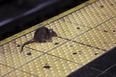 New York Mencari Komandan untuk Memerangi Tikus Kota 