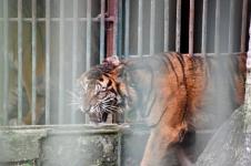 BKSDA Sumbar Lepaskan Puti Malabin, Seekor Harimau Sumatera, ke Habitatnya