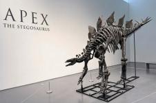 Fosil Stegosaurus Terbesar Dilelang Senilai Jutaan Dolar AS di New York