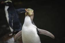 Seekor Pinguin Memenangi Pemilihan Burung di Selandia Baru 