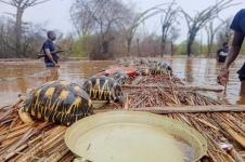 Ribuan Kura-kura Terancam Punah Diselamatkan dari Banjir di Madagaskar 