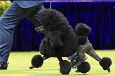 Pameran Anjing Paling Terkenal: Apa Saja Yang Ada di Westminster Kennel Club