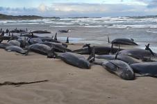 157 Paus Pembunuh Palsu Terdampar di Pantai Tasmania, Australia