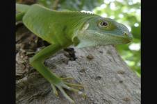 Iguana Mungkin Menyeberangi Samudera Pasifik Jutaan Tahun Lalu Menuju Fiji