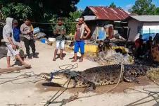 Nelayan Gorontalo Utara Jaring Buaya 4,7 Meter
