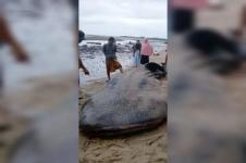 Hiu Paus Terdampar di Pantai Teposua Kolut