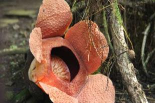 Rafflesia Patma di Kebun Raya Bogor Mekar Lagi