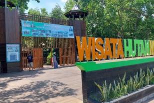 Pengunjung Nikmati Wisata Hutan Mangrove Sofifi Malut