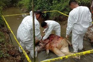 Satu Gajah Sumatera Mati di Hutan Aceh Tenggara