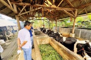 Harga Sapi Pamekasan Anjlok Jutaan Rupiah Akibat Wabah PMK