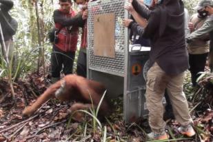 BKSDA Kalbar Lepasliarkan Orangutan ke Hutan Lindung