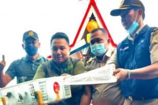 Sampit Lepasliarkan Ratusan Burung Sitaan