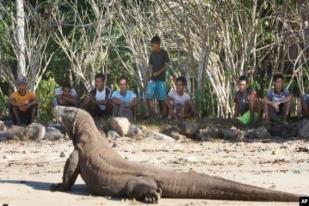 Pelaku Pariwisata Tolak Kenaikan Harga Tiket Masuk Pulau Komodo