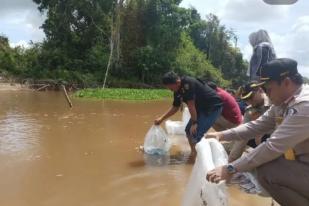 Palangka Raya Lepas 65.000 Benih Ikan di Danau Teluk