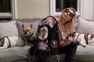 Pengadilan Hukum Penculik Anjing Lady Gaga Empat Tahun