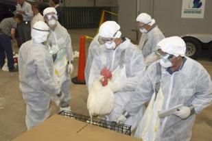 Temuan Kasus Flu Burung Pertama di Kanada