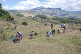 RI-Timor Leste Tanam 1.000 Bibit Pohon Cegah Longsor