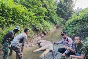 BKSDA Temukan Satu Gajah Sumatra Mati di Aceh Timur